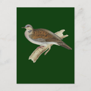 Turtle Dove Vykort
