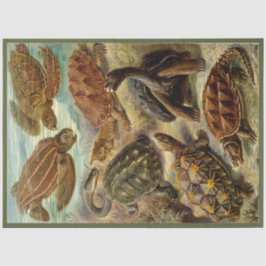 Turtle Ernst Haeckel Decoupage-papper