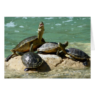 Turtle-familjen OBS Kort