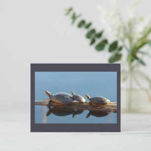 Turtle Family Sunning på ett vykort