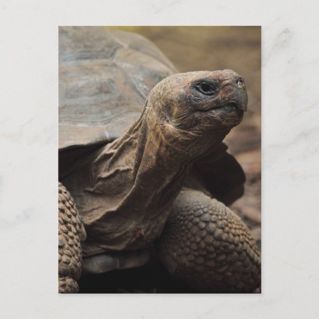Turtle-foto Vykort (Framsida)