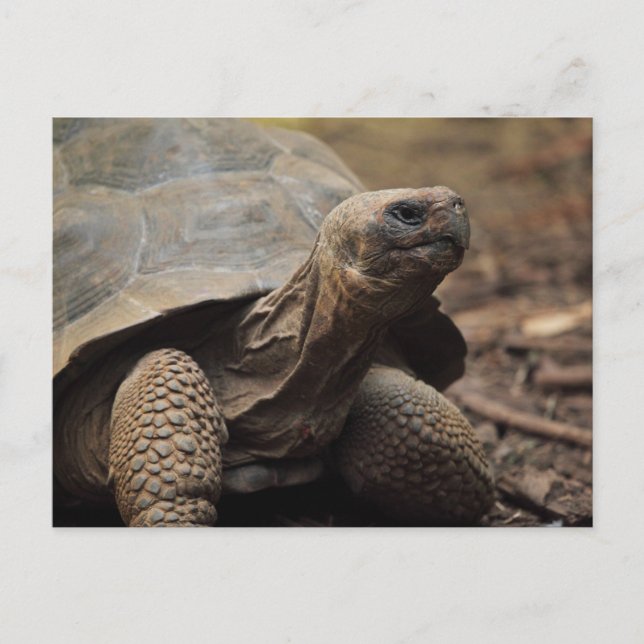 Turtle-foto Vykort (Framsida)