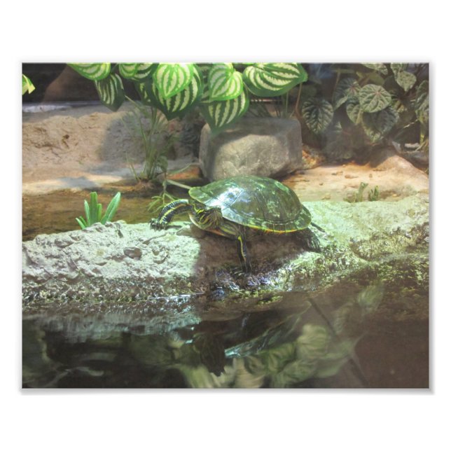 Turtle Fototryck (Framsidan)