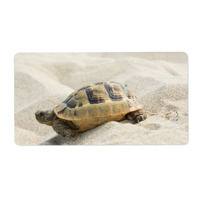 Turtle Fraktsedel (Framsidan)