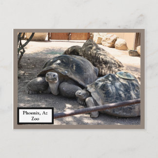 Turtle Friends Phoenix, Az Zoo Postcard Vykort