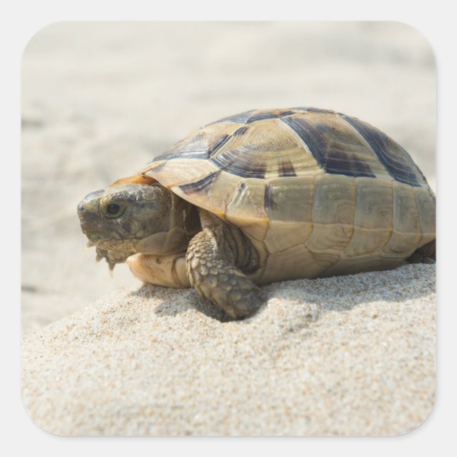 Turtle Fyrkantigt Klistermärke (Framsida)