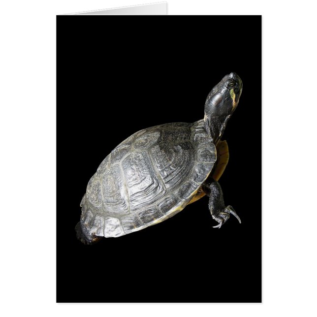 Turtle Hälsningskort (Framsidan)