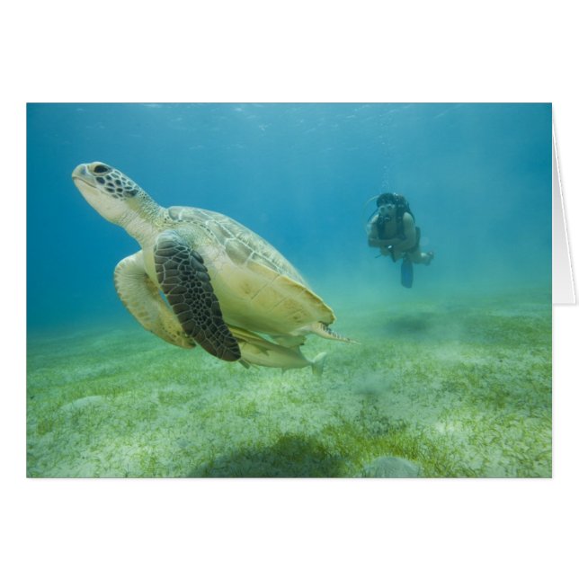 Turtle Hälsningskort (Framsidan Horizontal)