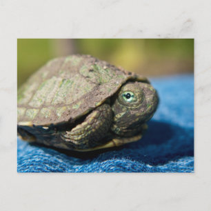 Turtle Hatchling på Denim Postcard Vykort