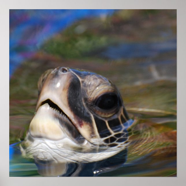 Turtle Head Poster (Framsidan)