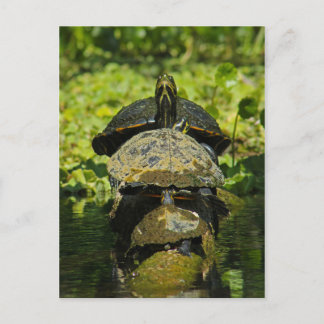 Turtle High Vykort