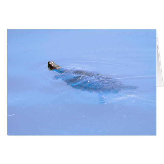 Turtle in Pond Hälsningskort (Framsidan Horizontal)