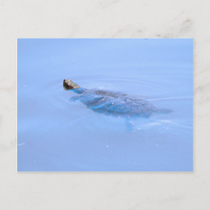 Turtle in Pond Vykort