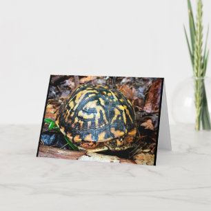 Turtle in the Forest, Chester, South Carolina Kort