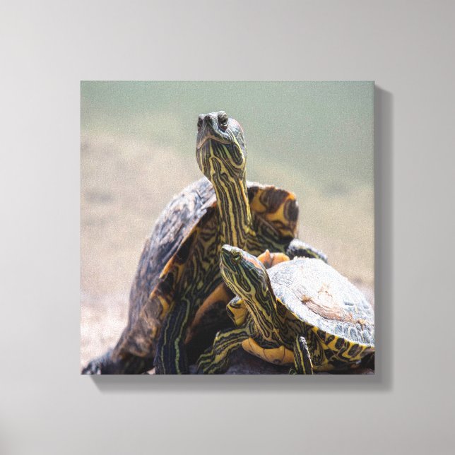 Turtle Kärlek Canvastryck (Framsida)