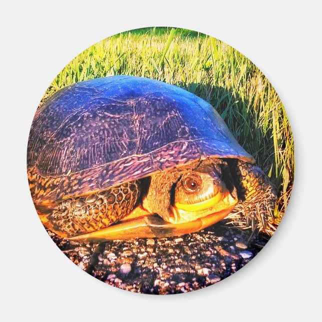 TURTLE MAGNET (Framsidan)