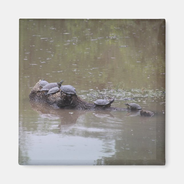 Turtle Magnet (Framsidan)