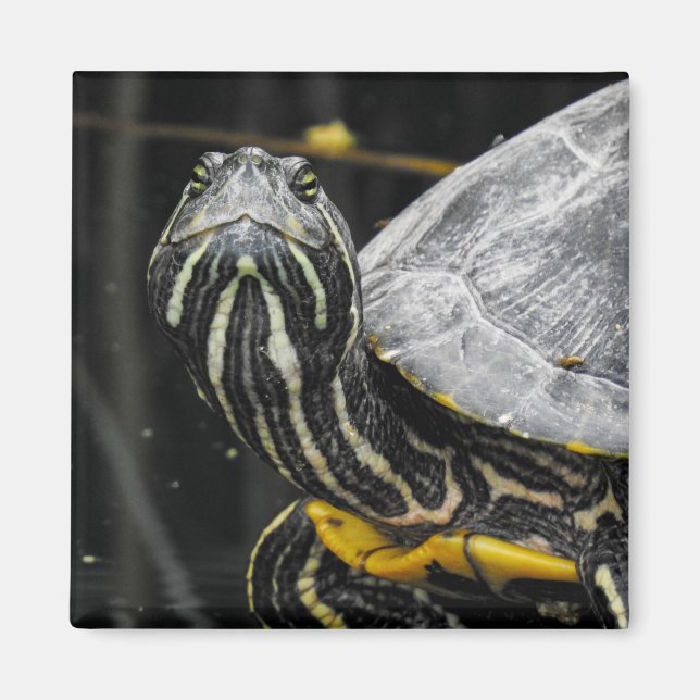 Turtle Magnet (Framsidan)