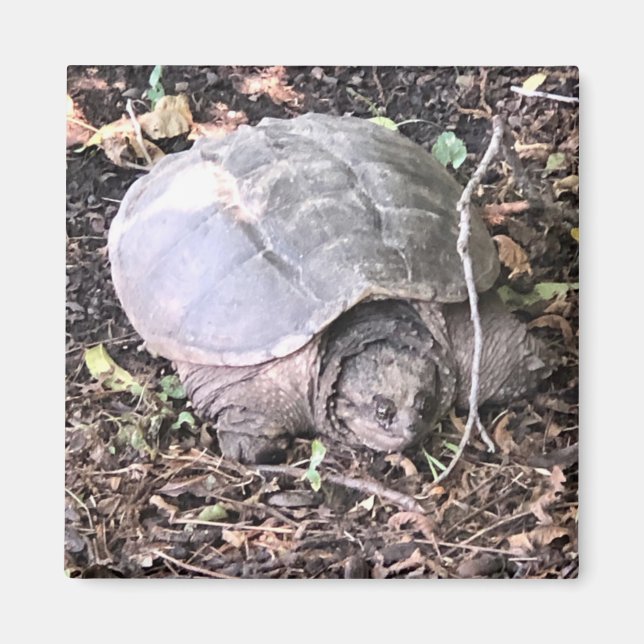 Turtle Magnet (Framsidan)