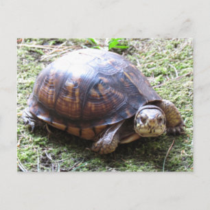 Turtle - Mossy Väg Vykort