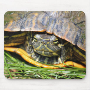 Turtle Musmatta