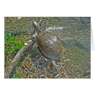 Turtle Note Card för östra Box Hälsningskort