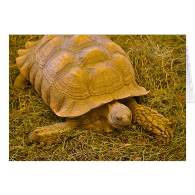 Turtle Note Card Hälsningskort (Framsidan Horizontal)