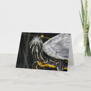 Turtle Notecard Kort