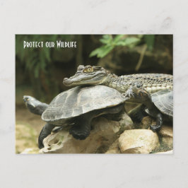 Turtle- och Crokodile Post Card Vykort
