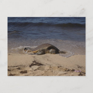 Turtle of Oahu Vykort