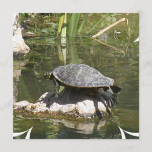 Turtle on a Sten inbjuds Inbjudningar