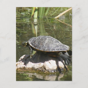 Turtle on a Sten vycard Vykort