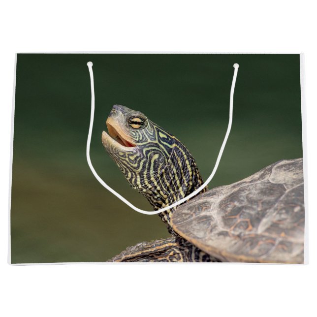 Turtle on LaChute River (Framsidan)