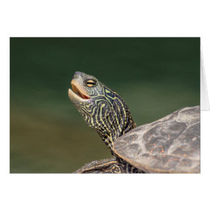 Turtle on LaChute River Hälsningskort