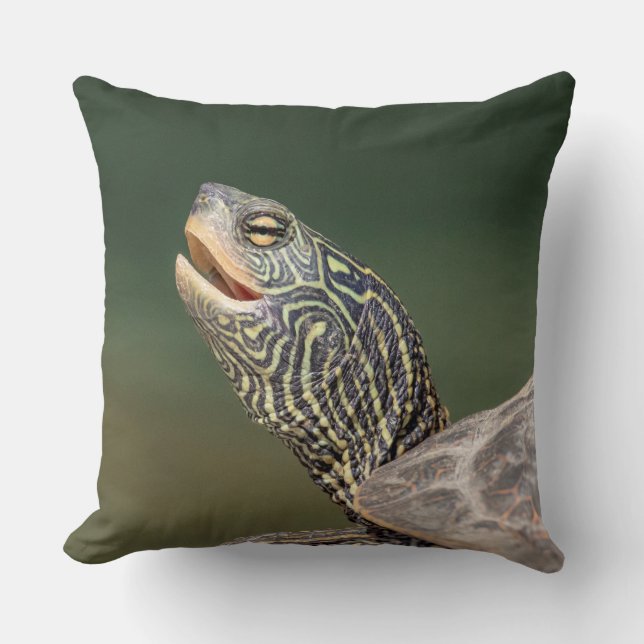 Turtle on LaChute River Kudde (Framsida)