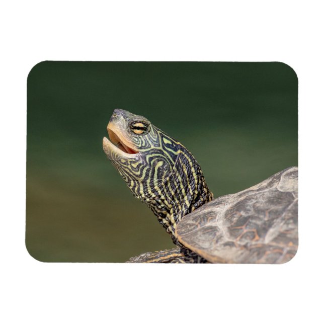 Turtle on LaChute River Magnet (Horisontell)