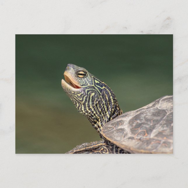 Turtle on LaChute River Vykort (Framsida)