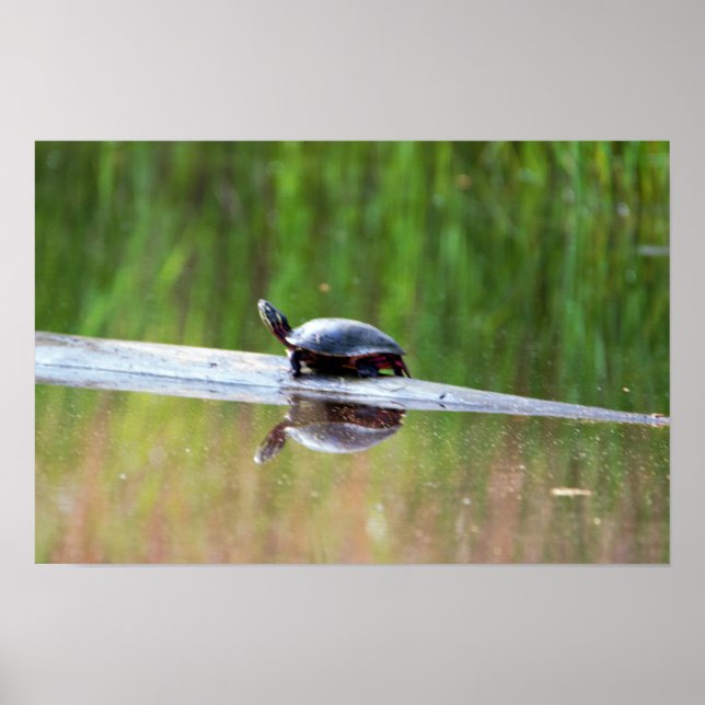 Turtle on Log Poster (Framsidan)