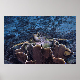 Turtle on the Coral Poster