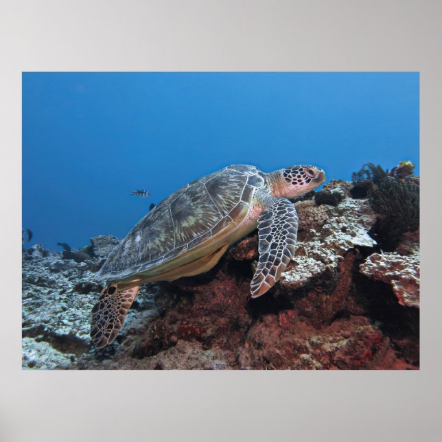Turtle på en Ledge Poster (Framsidan)