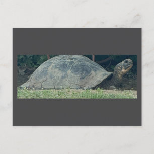 Turtle Photo Postcard Helg Vykort
