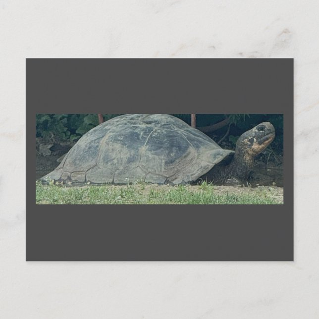 Turtle Photo Postcard Helg Vykort (Framsida)