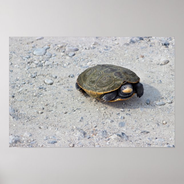 Turtle Photo Poster (Framsidan)