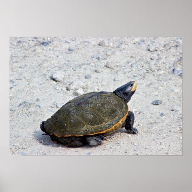 Turtle Photo Poster (Framsidan)