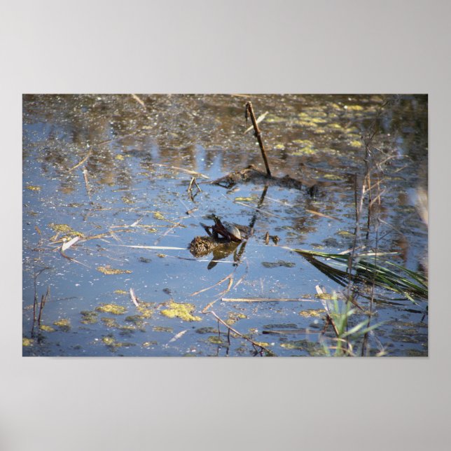 Turtle Photo Poster (Framsidan)