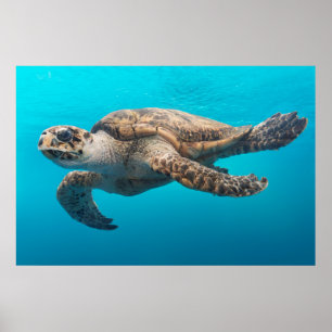 Turtle Photograph Blue Ocean Poster