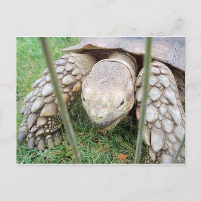 Turtle Porträtt Vykort (Framsida)