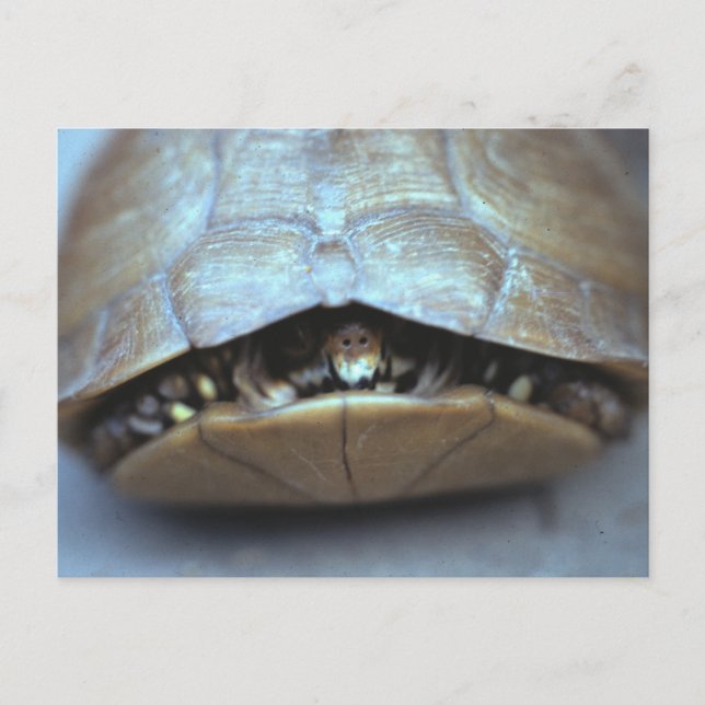 Turtle Postcard - Vintage Photo Vykort (Framsida)