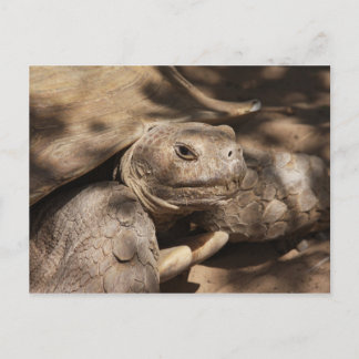 Turtle Postcard Vykort