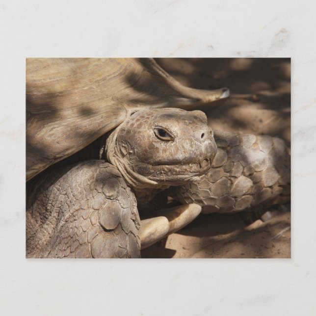 Turtle Postcard Vykort (Framsida)